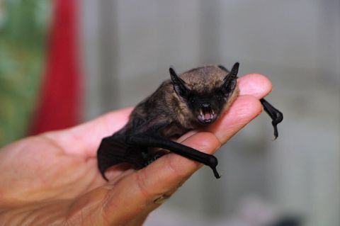 Eine Breitflügelfledermaus sitzt in einer Auffangstation im Saarland auf einer Hand