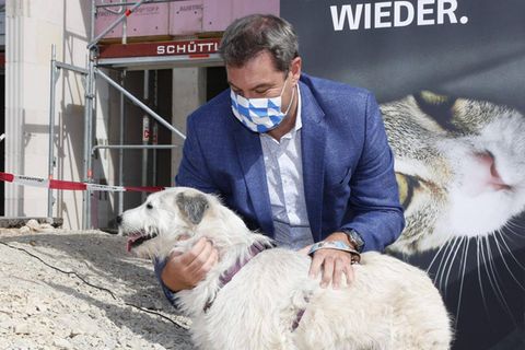 CSU-Chef Markus Söder mit Hund im Jahr 2020: Die CSU spricht von einem angeblichen Hundeverbot.