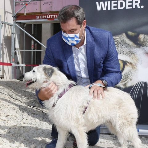 CSU-Chef Markus Söder mit Hund im Jahr 2020: Die CSU spricht von einem angeblichen Hundeverbot.