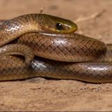 Schauspieler Leonardo DiCaprio setzt sich für den Erhalt der Artenvielfalt ein. Wegen dieses Engagements hat man bereits mehrere neu entdeckte Tierarten nach dem 49-Jährigen benannt. Nun kommt eine weitere Ehrung dazu: Anguiculus dicaprioi oder wie ein Team von Forschern vorschlug: "DiCaprio’s Himalayan snake". Die kleine dunkelbraune Schlange wurde 2020 im westlichen Himalaya-Gebirge das erste Mal gesichtet. Sie gehört zur Familien des Nattern (Colubridae), der größten Schlangengattung mit weltweit fast 2.000 Spezien.