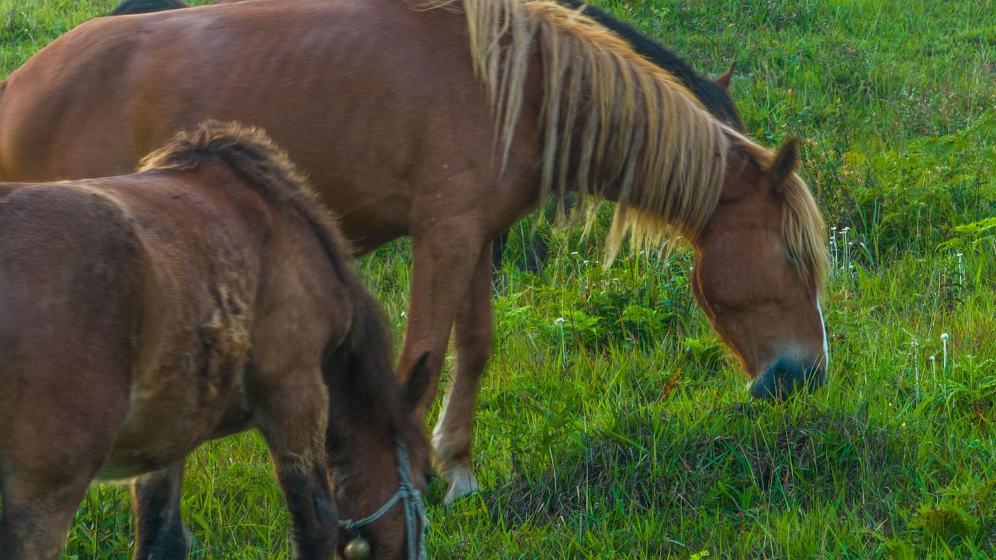 Ponys grasen auf einer Weide