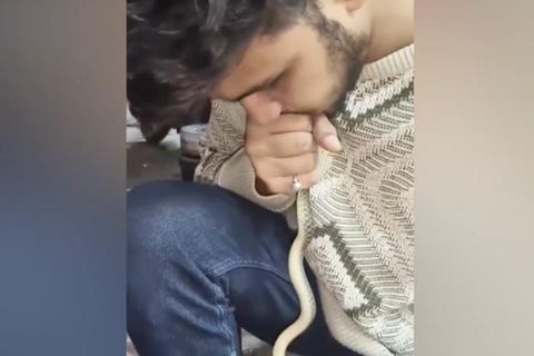 Rettung naht: Ein indischer Wildtierretter belebt diese Natter knapp 3 Minuten lang wieder. Und das auf ganz erstaunliche Art und Weise - mit Mund zu Mund-Beatmung.