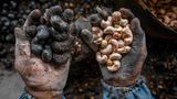 Ernährung Cashewnüsse