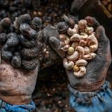 Ernährung Cashewnüsse