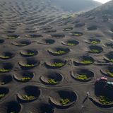 Die Winzerfamilien der kanarischen Insel Lanzarote folgen einem ebenso genialen wie erfolgreichen Konzept aus dem 18. Jahrhundert. Nach wiederholten Vulkanausbrüchen bedeckte damals eine dicke Ascheschicht die Weizenfelder. Die Lapilli genannte Schicht kann sehr gut Feuchtigkeit speichern und in den zehn Meter breiten und bis zu fünf Meter tiefen Kratern herrschen die perfekten Temperaturbedingungen für das Anpflanzen von Weinstöcken