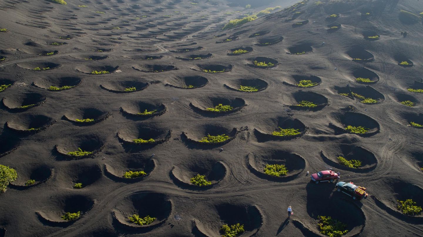 Fotografie: Die Winzerfamilien der kanarischen Insel Lanzarote folgen einem ebenso genialen wie erfolgreichen Konzept aus dem 18. Jahrhundert. Nach wiederholten Vulkanausbrüchen bedeckte damals eine dicke Ascheschicht die Weizenfelder. Die Lapilli genannte Schicht kann sehr gut Feuchtigkeit speichern und in den zehn Meter breiten und bis zu fünf Meter tiefen Kratern herrschen die perfekten Temperaturbedingungen für das Anpflanzen von Weinstöcken Die Winzerfamilien der kanarischen Insel Lanzarote folgen einem ebenso genialen wie erfolgreichen Konzept aus dem 18. Jahrhundert. Nach wiederholten Vulkanausbrüchen bedeckte damals eine dicke Ascheschicht die Weizenfelder. Die Lapilli genannte Schicht kann sehr gut Feuchtigkeit speichern und in den zehn Meter breiten und bis zu fünf Meter tiefen Kratern herrschen die perfekten Temperaturbedingungen für das Anpflanzen von Weinstöcken
