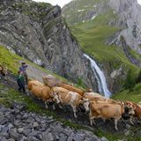 Ernährung Almabtrieb