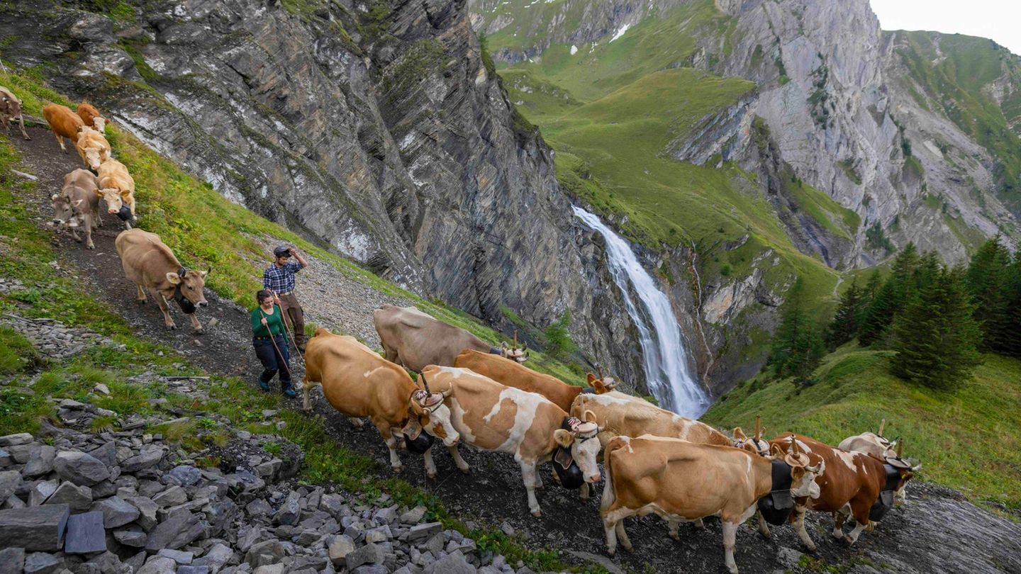 Ernährung Almabtrieb Ernährung Almabtrieb