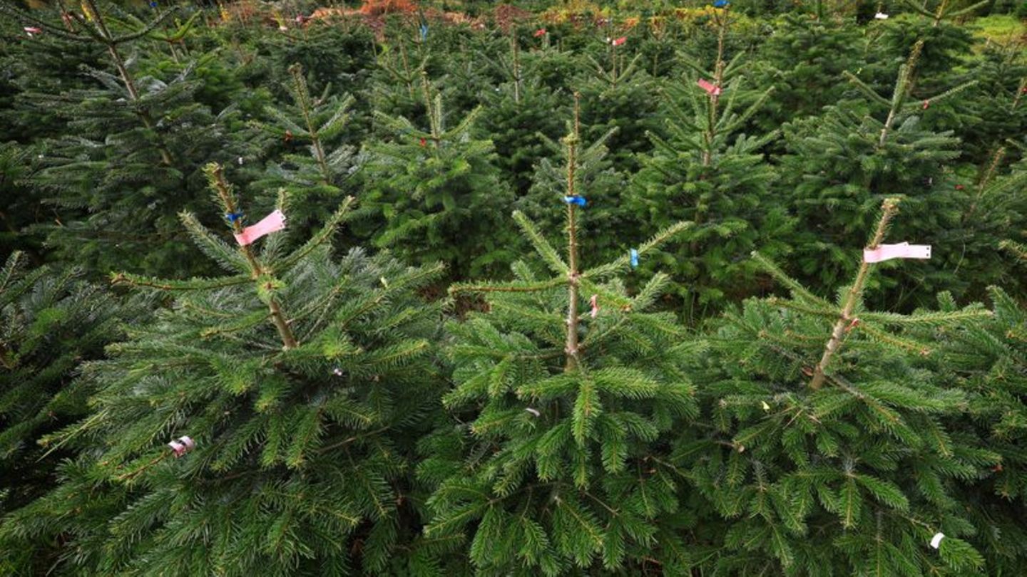 gro-e-preisspanne-weihnachtsbaum-leicht-teurer-nordmanntanne-am-beliebtesten