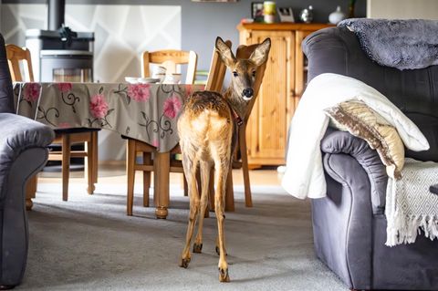 Die ehemalige Landwirtin Ati zieht verwaiste Rehkitze auf. Nach der Auswilderung besuchen die Tiere sie ab und zu - Rehkitz Timmi wollte aber gar nicht erst von zu Hause gehen.