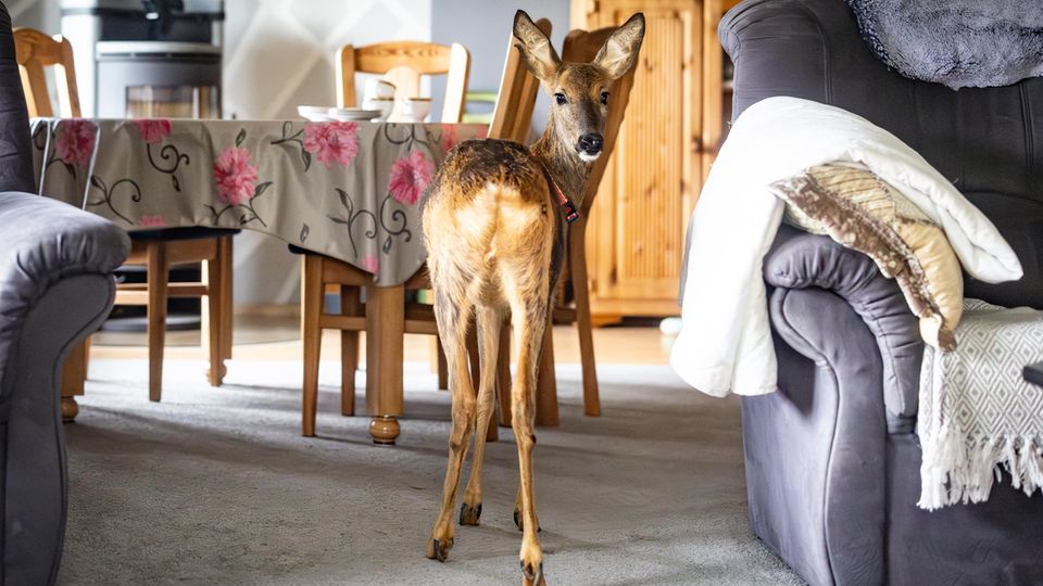 Die ehemalige Landwirtin Ati zieht verwaiste Rehkitze auf. Nach der Auswilderung besuchen die Tiere sie ab und zu - Rehkitz Timmi wollte aber gar nicht erst von zu Hause gehen.