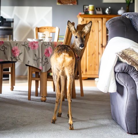 Die ehemalige Landwirtin Ati zieht verwaiste Rehkitze auf. Nach der Auswilderung besuchen die Tiere sie ab und zu - Rehkitz Timmi wollte aber gar nicht erst von zu Hause gehen.