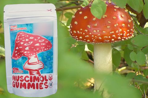 Junger Mann isst Fliegenpilz-Gummibärchen – und muss in die Notaufnahme