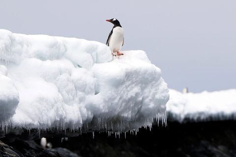 Ein Eselspinguin steht an einer Küste in der Antarktis