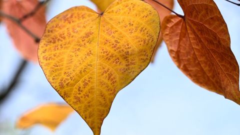 Die neue Woche beschert Nordrhein-Westfalen herbstliches Wetter. (Symbolbild) Foto: Roberto Pfeil/dpa