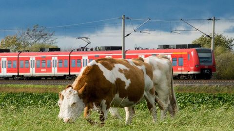 Etwa 20 Kühe haben am Sonntag eine Landstraße teilweise blockiert. (Symbolbild) Foto: Julian Stratenschulte/dpa