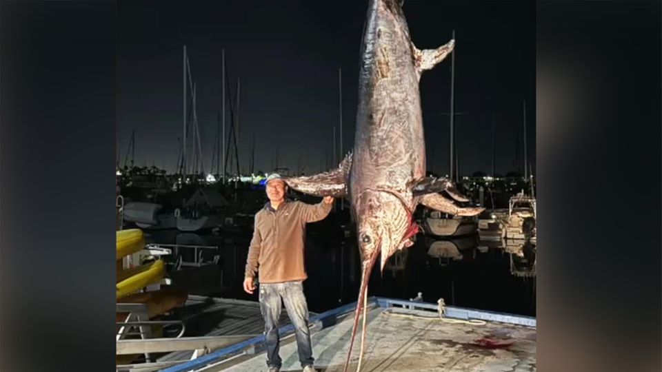 XXL-Fang: Fischer zieht RIesen-Schwertfisch aus dem Meer
