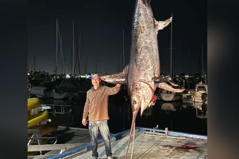 XXL-Fang: Fischer zieht RIesen-Schwertfisch aus dem Meer