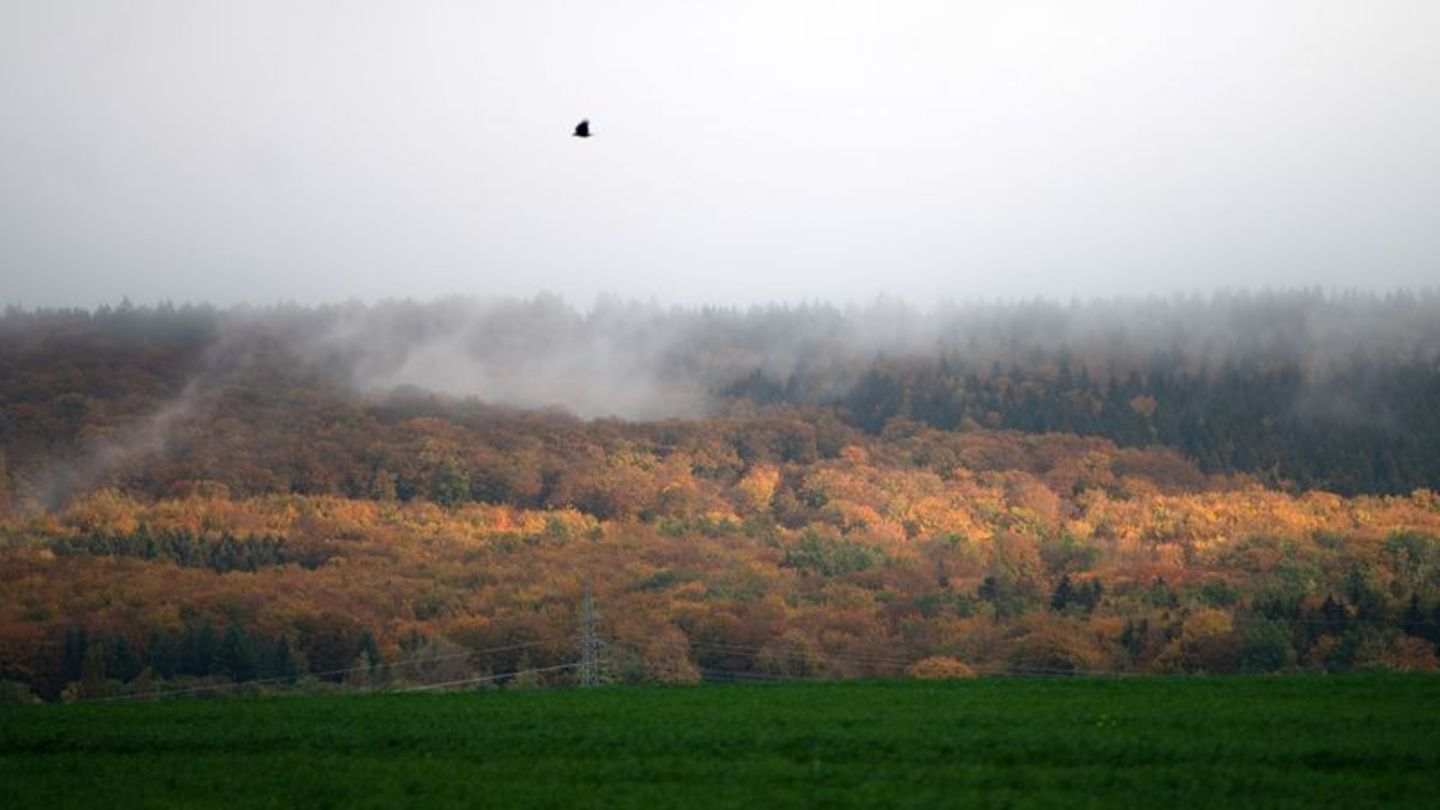 Wegen des Klimawandels ist der Zustand vieler Wälder in Niedersachsen schlecht. (Archivfoto) Foto: Alicia Windzio/dpa