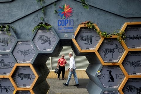 COP16 in Cali, Kolumbien