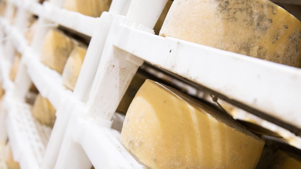 Cheddar-Raub von London: Diebe klauen Käse im Wert von 360.000 Euro (Video)