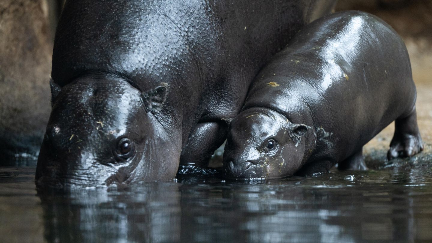 Zwergflusspferd Toni im Berliner Zoo erstmals im tiefen Becken