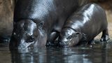 Zwergflusspferd Toni im Berliner Zoo erstmals im tiefen Becken