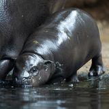 Zwergflusspferd Toni im Berliner Zoo erstmals im tiefen Becken