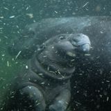 Zwergflusspferd Toni im Berliner Zoo erstmals im tiefen Becken