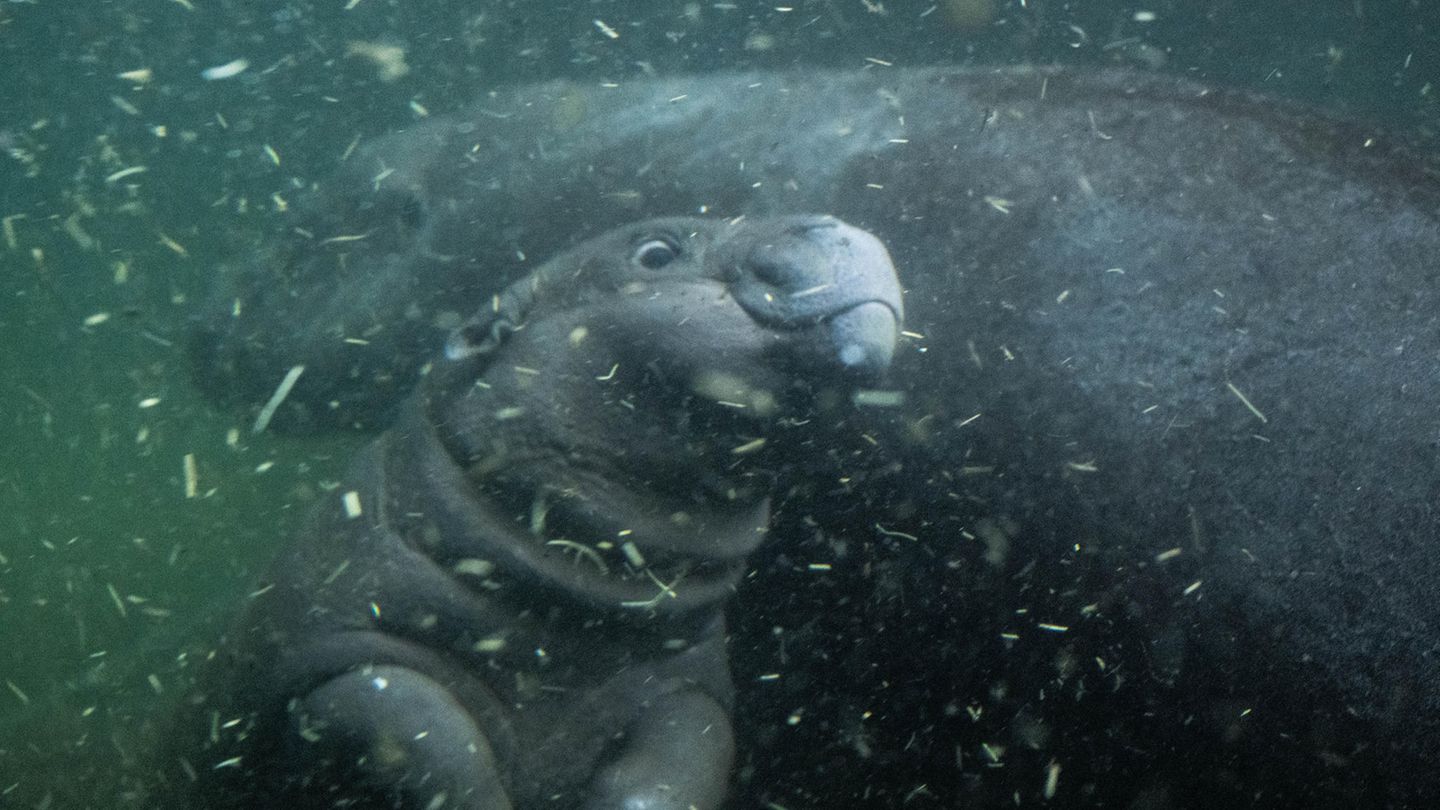 Zwergflusspferd Toni im Berliner Zoo erstmals im tiefen Becken