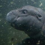 Zwergflusspferd Toni im Berliner Zoo erstmals im tiefen Becken