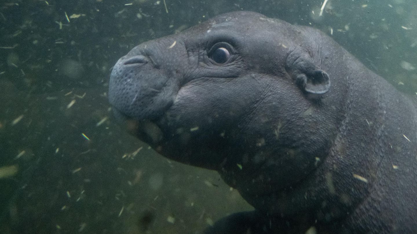 Zwergflusspferd Toni im Berliner Zoo erstmals im tiefen Becken