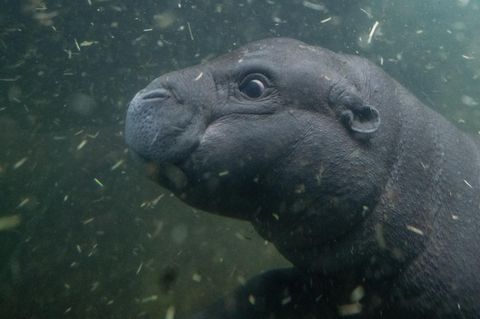 Zwergflusspferd Toni im Berliner Zoo erstmals im tiefen Becken