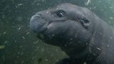 Zwergflusspferd Toni im Berliner Zoo erstmals im tiefen Becken