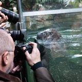 Zwergflusspferd Toni im Berliner Zoo erstmals im tiefen Becken