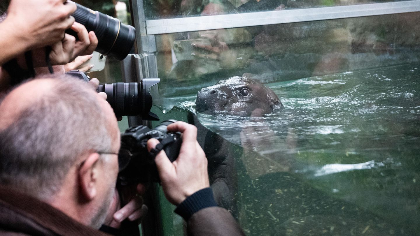 Zwergflusspferd Toni im Berliner Zoo erstmals im tiefen Becken