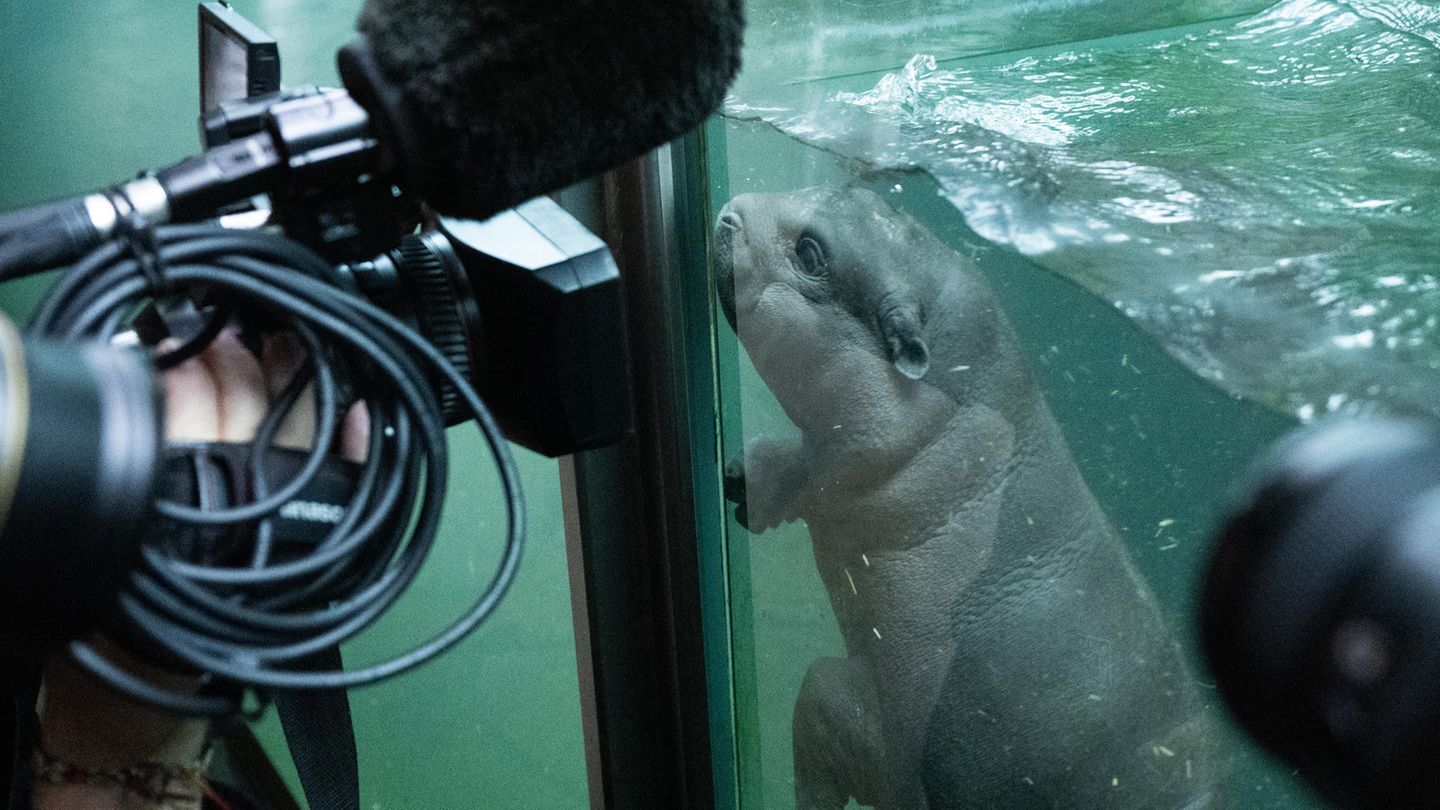 Zwergflusspferd Toni im Berliner Zoo erstmals im tiefen Becken