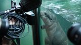 Zwergflusspferd Toni im Berliner Zoo erstmals im tiefen Becken