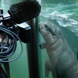 Zwergflusspferd Toni im Berliner Zoo erstmals im tiefen Becken