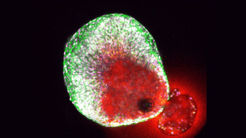 Eisprung Aufnahme