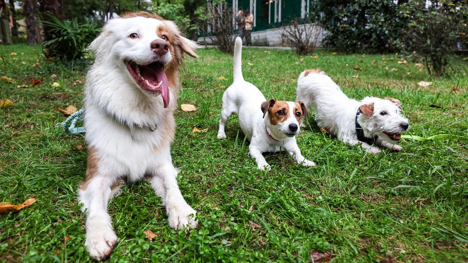 In manchen Situationen fällt es Hundebesitzern schwer, die Körpersprache ihrer Tiere richtig zu deuten. Eine Hundetrainerin klärt auf, wie Sie Ihren Hund besser verstehen können.