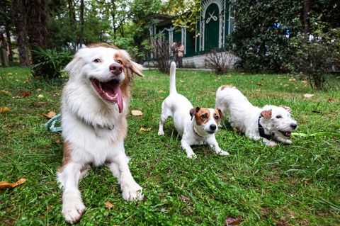 In manchen Situationen fällt es Hundebesitzern schwer, die Körpersprache ihrer Tiere richtig zu deuten. Eine Hundetrainerin klärt auf, wie Sie Ihren Hund besser verstehen können.
