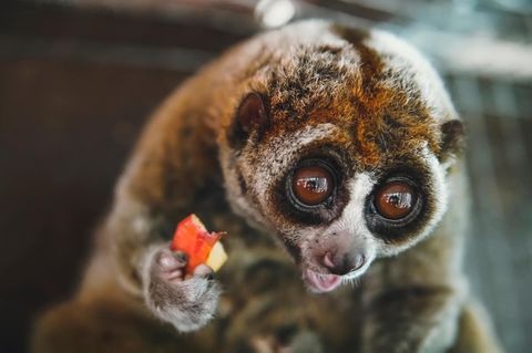 Auch Tiere wie der Plumploris konsumiere regelmäßig alkoholhaltige Lebensmittel
