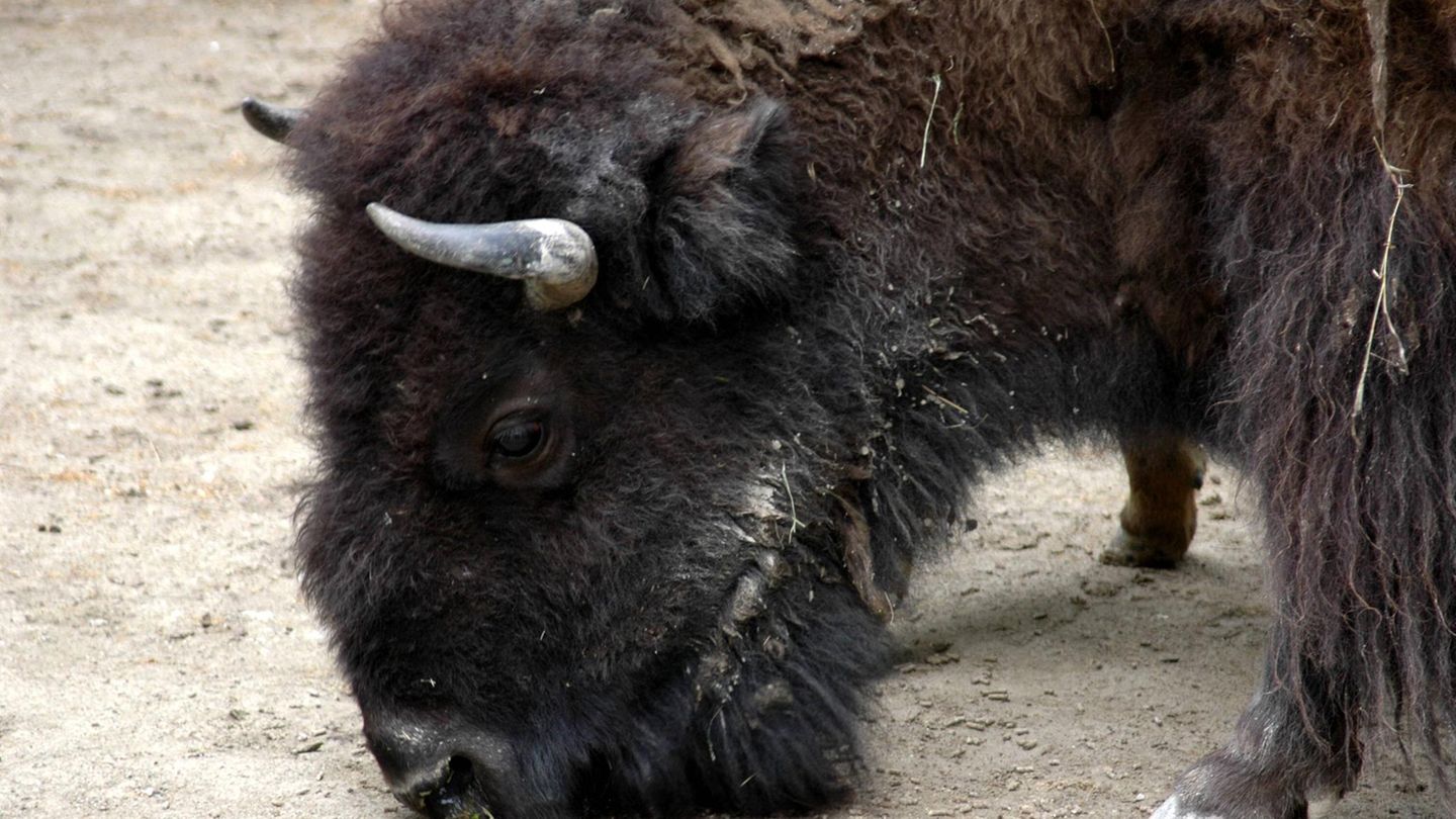 Ein Bison im Tiergarten Schönbrunn