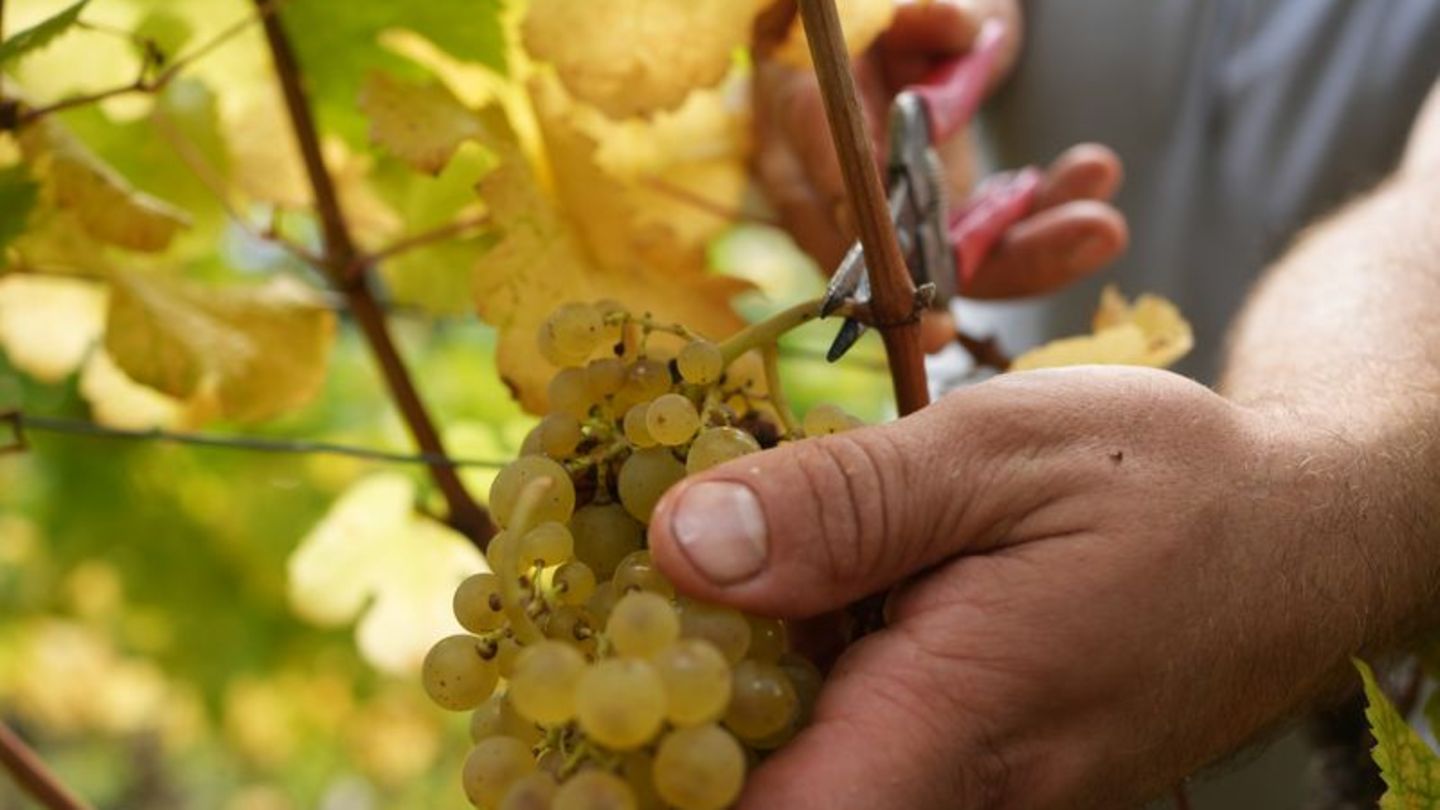 Es braucht schnelle Hilfen und langfristige Unterstützung für Winzerinnen und Winzer, sagen Vertreter der Ampel-Fraktionen von S