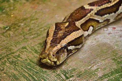 Sie sehen gar nicht so groß aus, können das Maul aber ganz schön weit öffnen: die Tigerpython