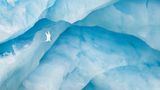 Küstenseeschwalbe vor Gletscher Vögel    Lobende Erwähnung