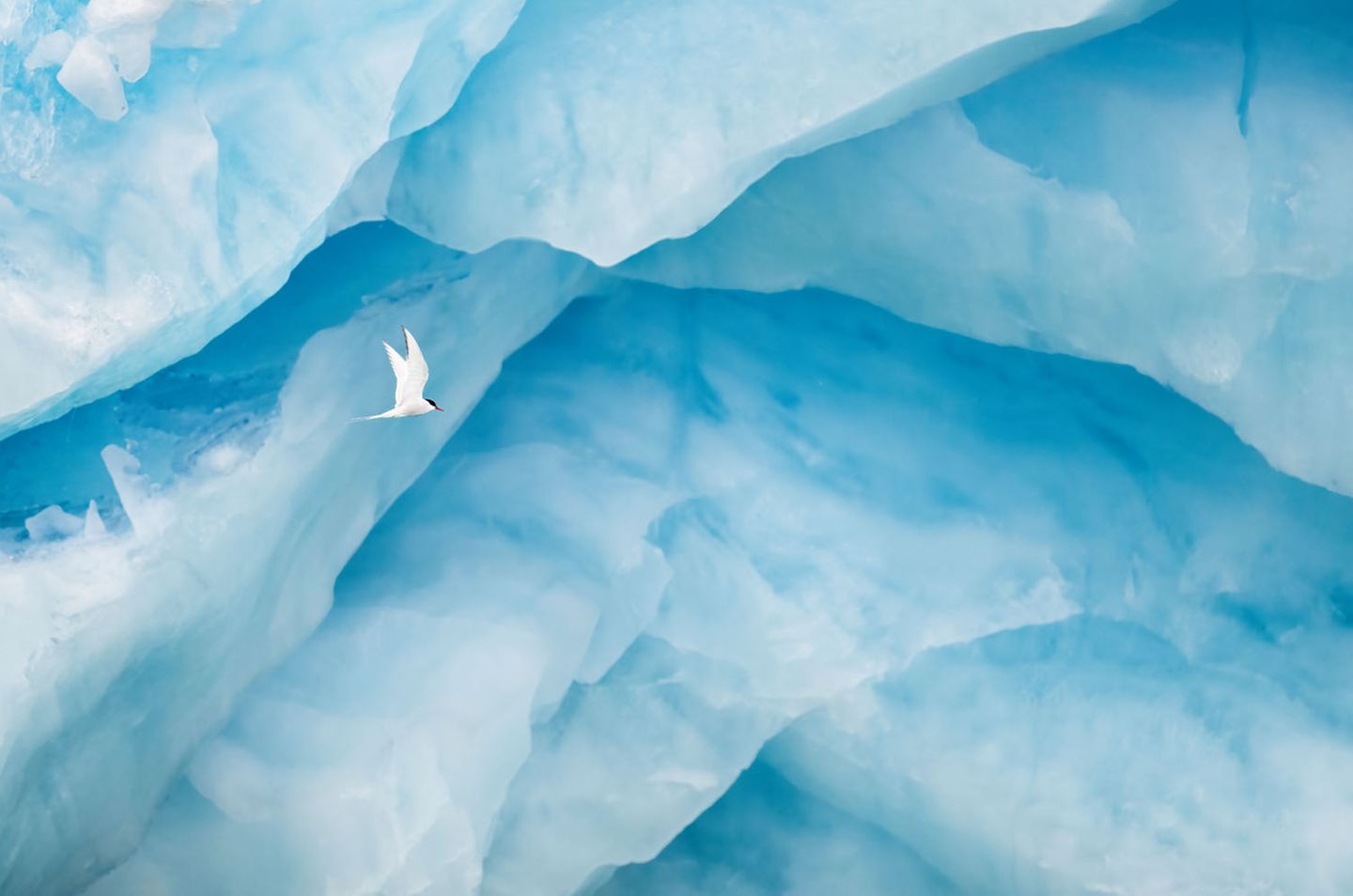 Küstenseeschwalbe vor Gletscher Vögel    Lobende Erwähnung