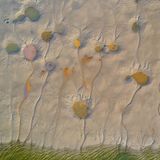 Blumen am Grunde des Sees