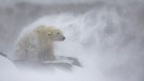 Eisbär im Schnee